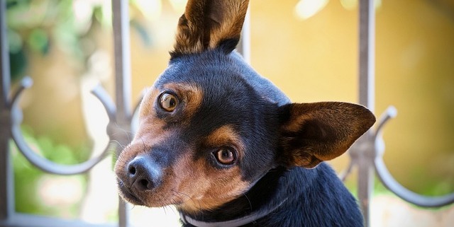 Un simpatico cane che sta aspettando di mangiare delle buonissime crocchette pressate a freddo a Padova